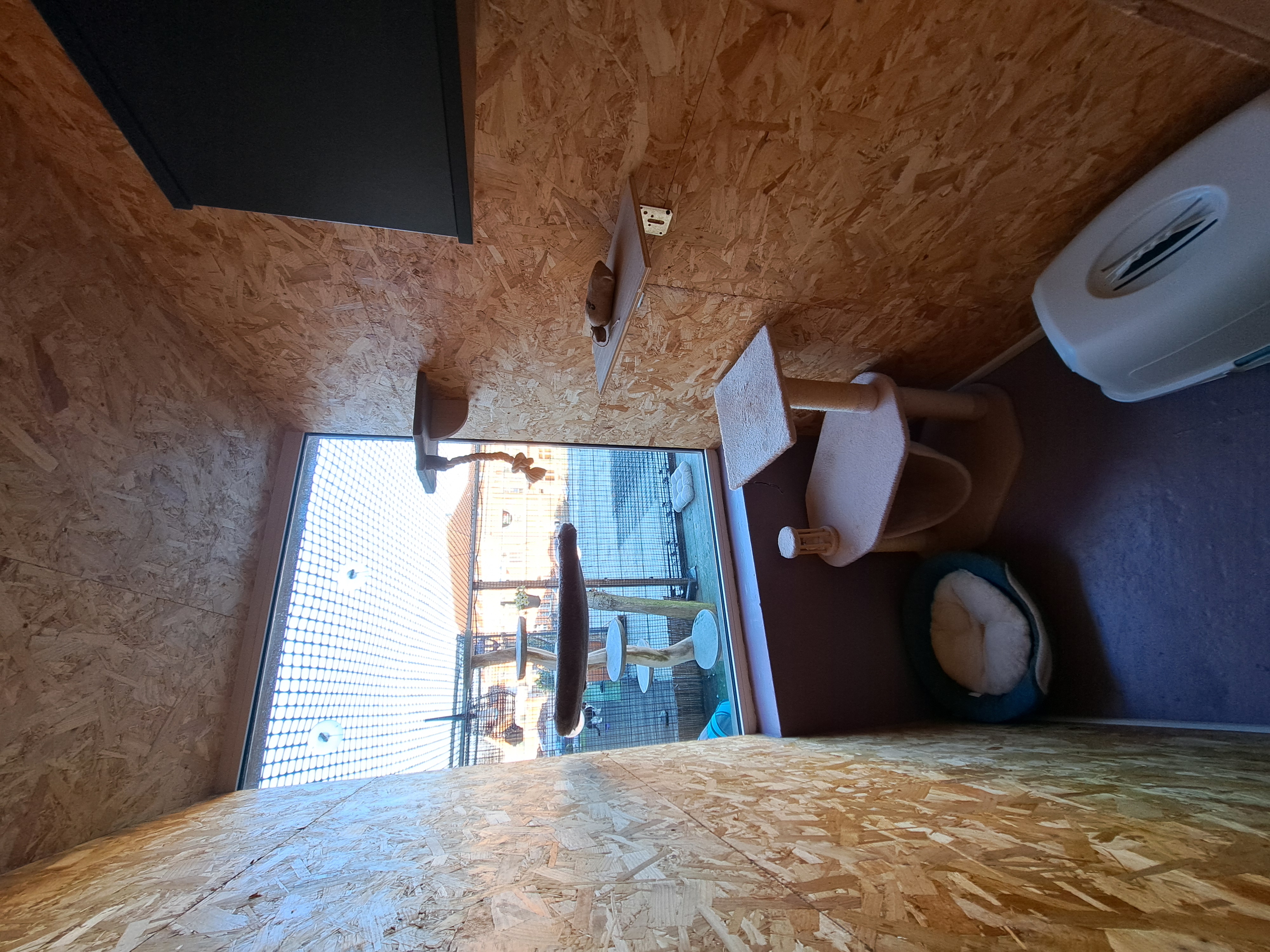 Chambre véranda – hôtel pour chats près de Bruxelles